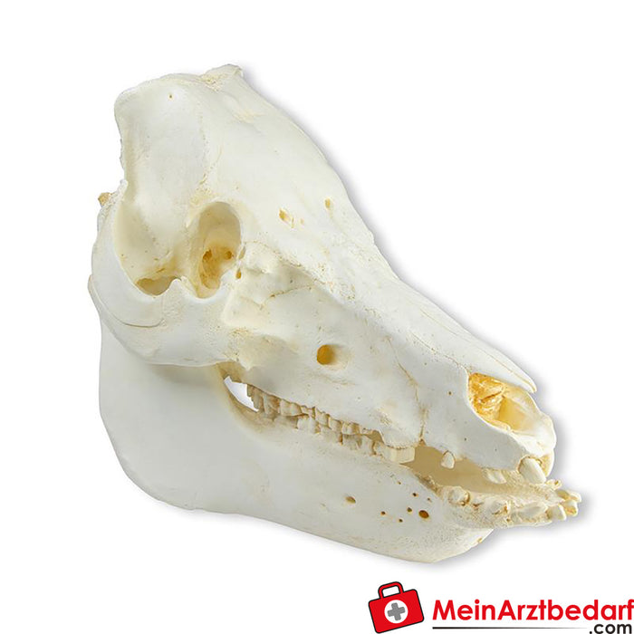 Cráneo de Erler Zimmer cerdo doméstico (Sus scrofa domesticus)