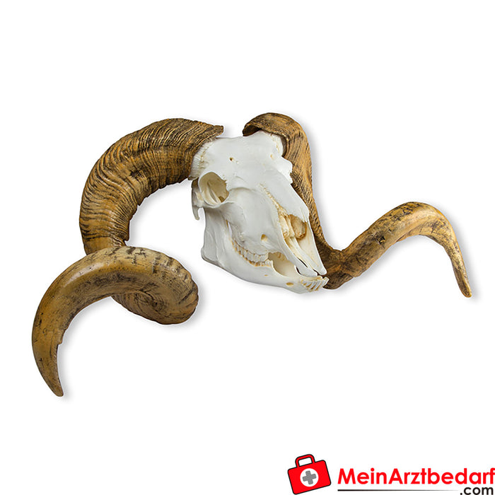 Erler Zimmer cráneo y cuernos de carnero merino (Ovis aries)