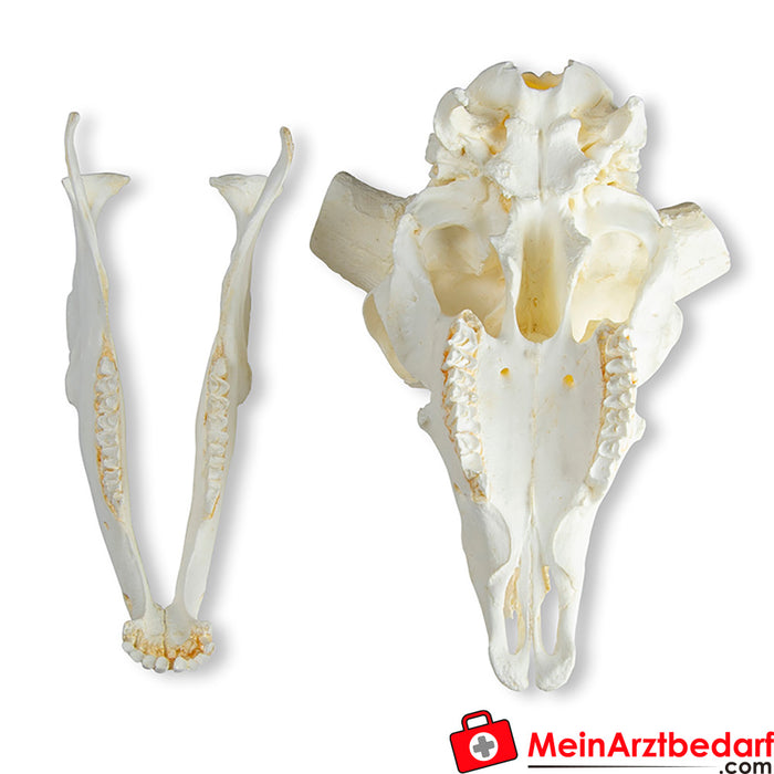 Erler Zimmer Crâne et cornes du bélier mérinos (Ovis aries)