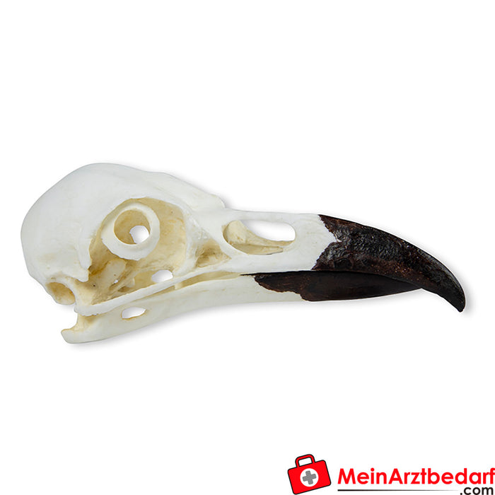 Erler Zimmer Corvo dal cranio (Corvus corax)