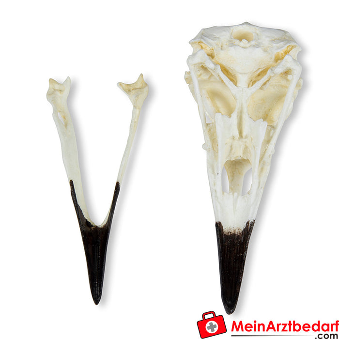 Erler Zimmer Schädel Kolkrabe (Corvus corax)