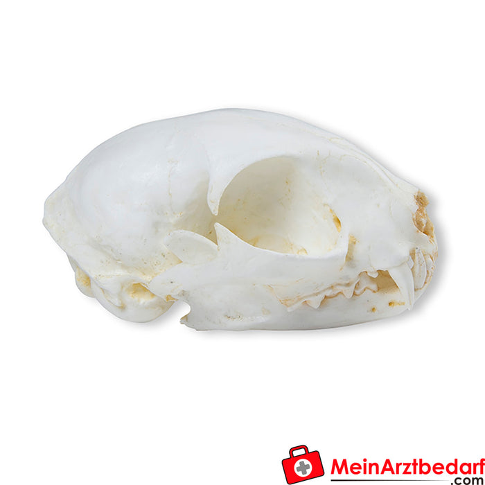 Erler Zimmer Gatto selvatico dal cranio (Felis silvestris)