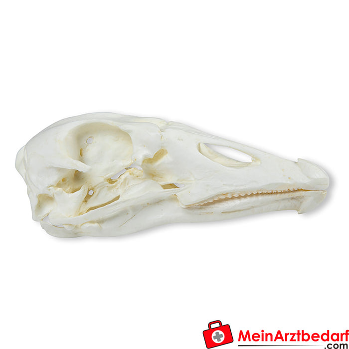 Erler Zimmer Skull domestic goose (Anser spec.)