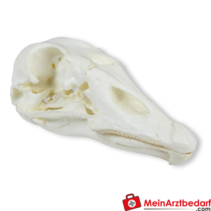 Erler Zimmer Skull domestic goose (Anser spec.)