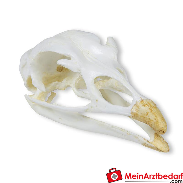Erler Zimmer Crâne Dinde (Meleagris gallopavo)