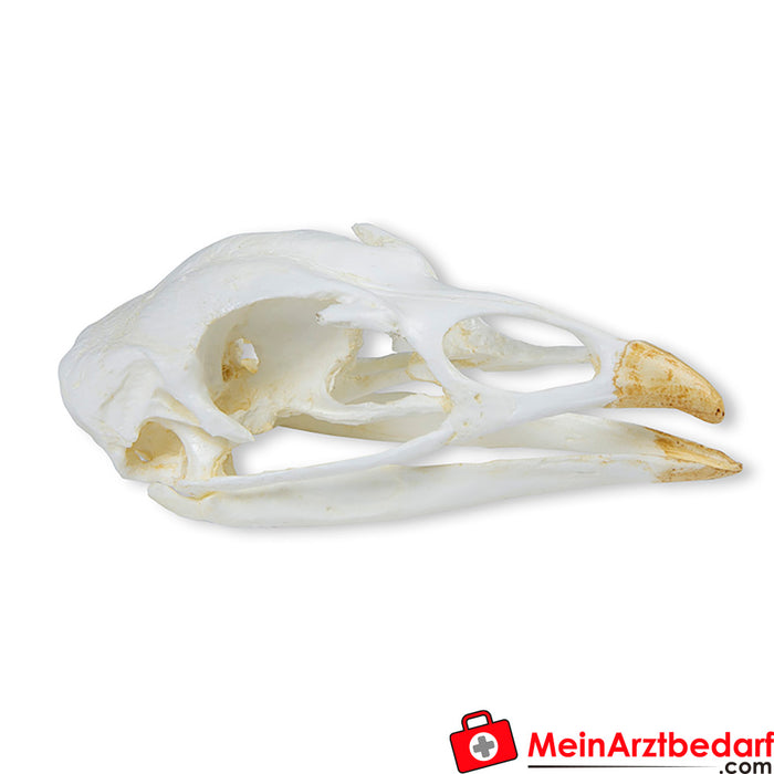 Erler Zimmer Tacchino dal cranio (Meleagris gallopavo)