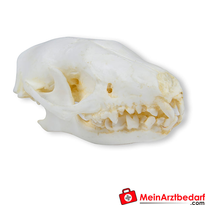 Erler Zimmer Skull hedgehog (Erinaceus europaeus)