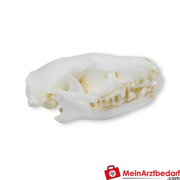 Erizo cráneo de Erler Zimmer (Erinaceus europaeus)