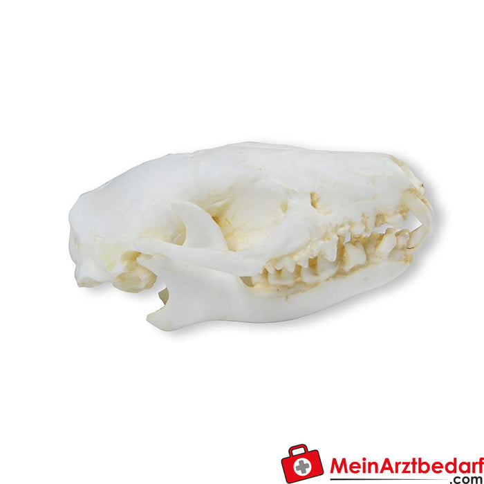 Erler Zimmer Skull hedgehog (Erinaceus europaeus)