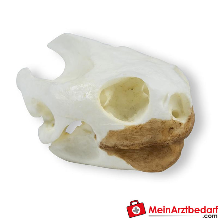 Erler Zimmer Crâne de tortue (Testudo sp.)