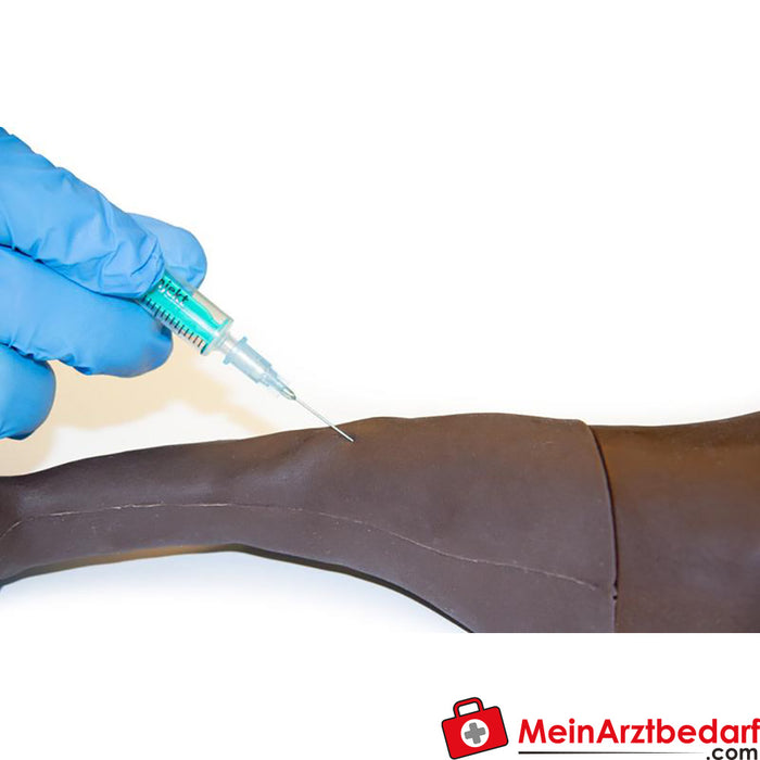 Erler Zimmer Venipuncture and injection trainer in dogs