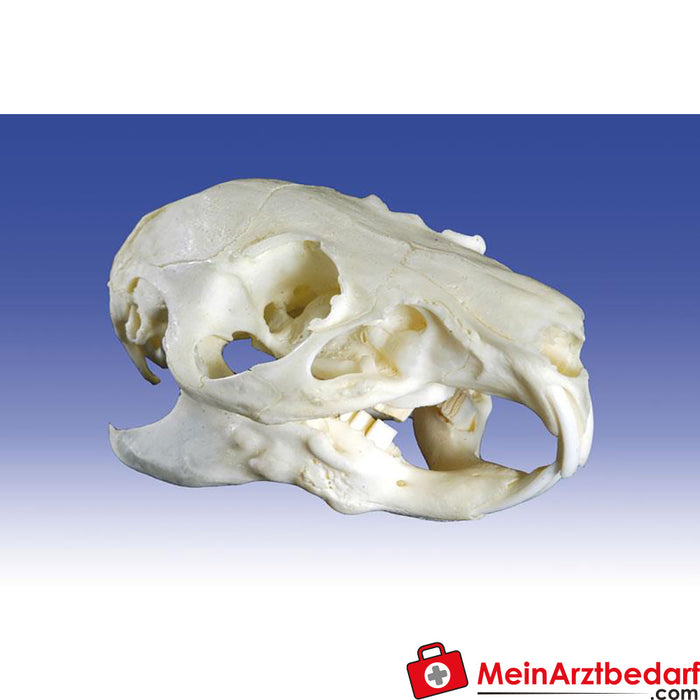 Erler Zimmer Guinea pig skull