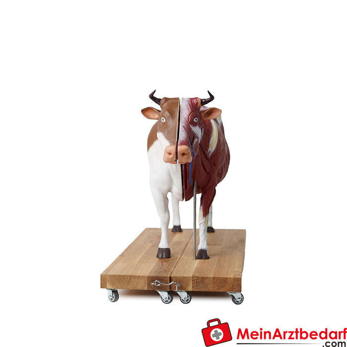 Erler Zimmer Cattle model, 15 parts, 1/3 natural size
