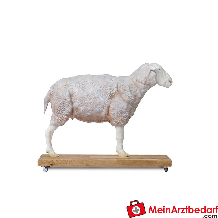 Erler Zimmer Modelo de ovelha, 12 peças, 2/3 tamanho natural