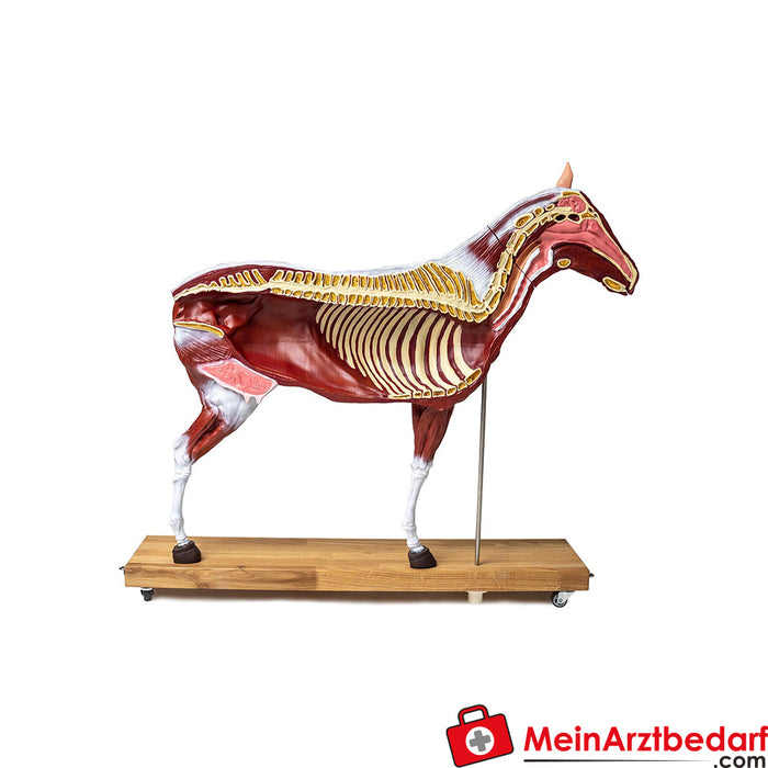 Erler Zimmer Paarden model (merrie), 16-delig, 1/3 natuurlijke grootte