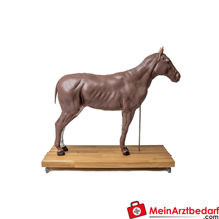 Erler Zimmer Modelo de cavalo (égua), 16 peças, 1/3 tamanho natural