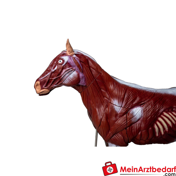Erler Zimmer Modello di cavallo (cavalla), 16 pezzi, 1/3 di taglia naturale