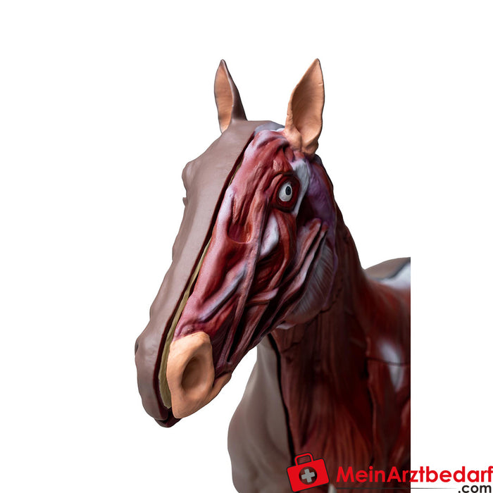 Erler Zimmer Modelo de cavalo (égua), 16 peças, 1/3 tamanho natural