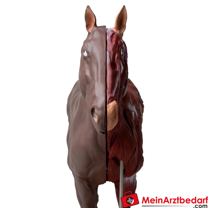 Modelo de caballo Erler Zimmer (yegua), 16 piezas, 1/3 de tamaño natural