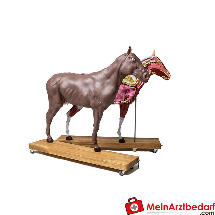 Modelo de caballo Erler Zimmer (yegua), 16 piezas, 1/3 de tamaño natural