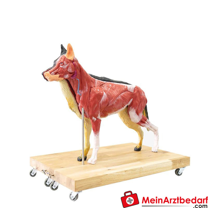 Erler Zimmer Dogs model (German shepherd), 11-piece, 2/3 natural size