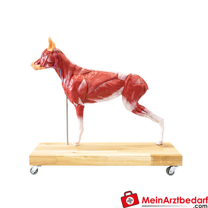 Erler Zimmer Modelo de cão (cão pastor), 11 peças, 2/3 tamanho natural