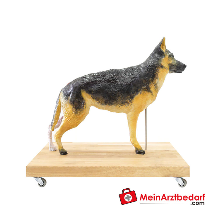 Modelo de perro Erler Zimmer (Pastor Alemán), 11 piezas, 2/3 de tamaño natural