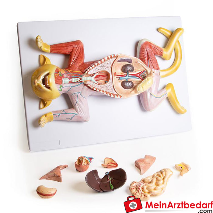 Erler Zimmer Dissectiemodel van een zwangere kat