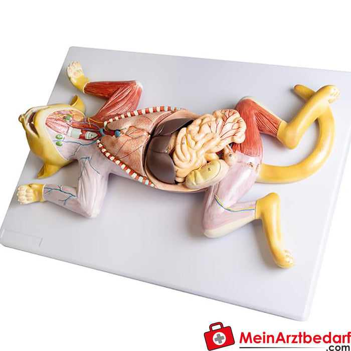 Erler Zimmer Dissection model of a pregnant cat