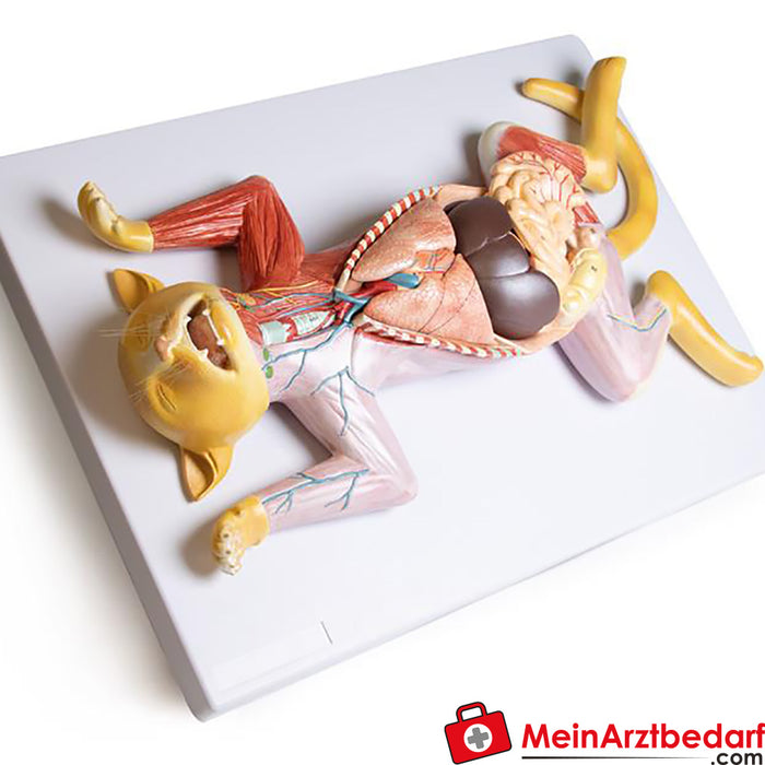 Erler Zimmer Dissection model of a pregnant cat