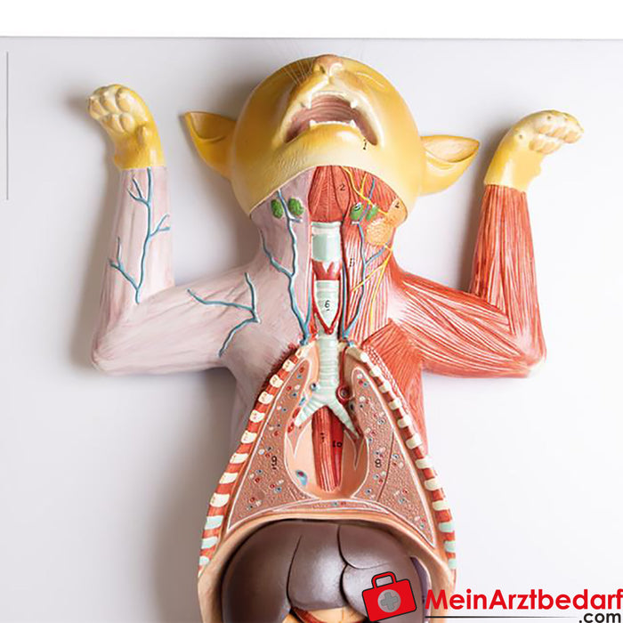 Erler Zimmer Dissectiemodel van een zwangere kat