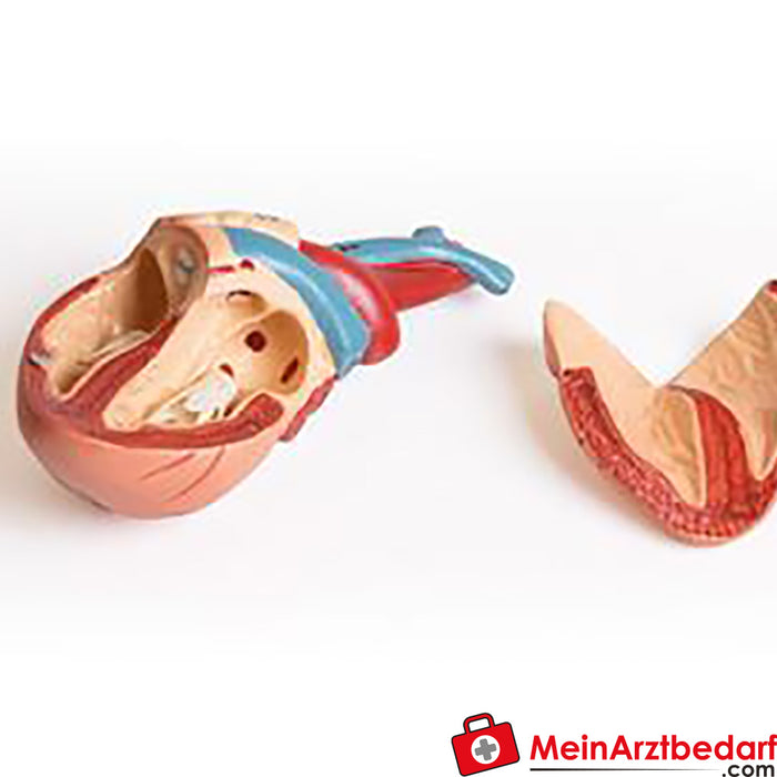 Erler Zimmer Dissection model of a pregnant cat