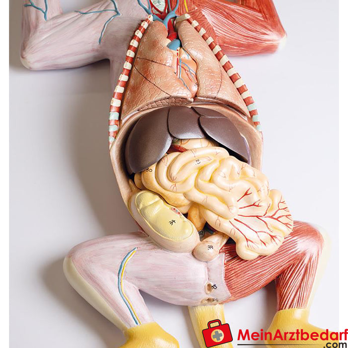 Erler Zimmer Dissection model of a pregnant cat