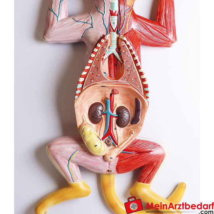 Erler Zimmer Dissectiemodel van een zwangere kat