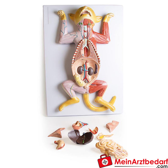 Erler Zimmer Dissectiemodel van een zwangere kat