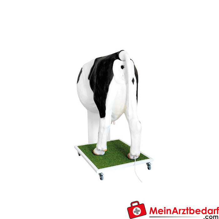 Erler Zimmer Advanced simulator for artificial insemination (KB) of the cow.