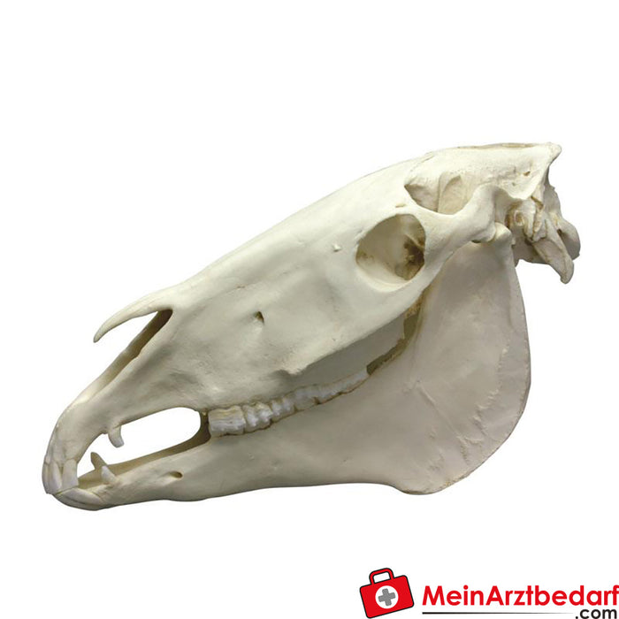 Cráneo de caballo de Erler Zimmer