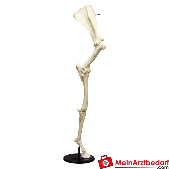 Erler Zimmer Front horse leg with shoulder blade, movable on tripod