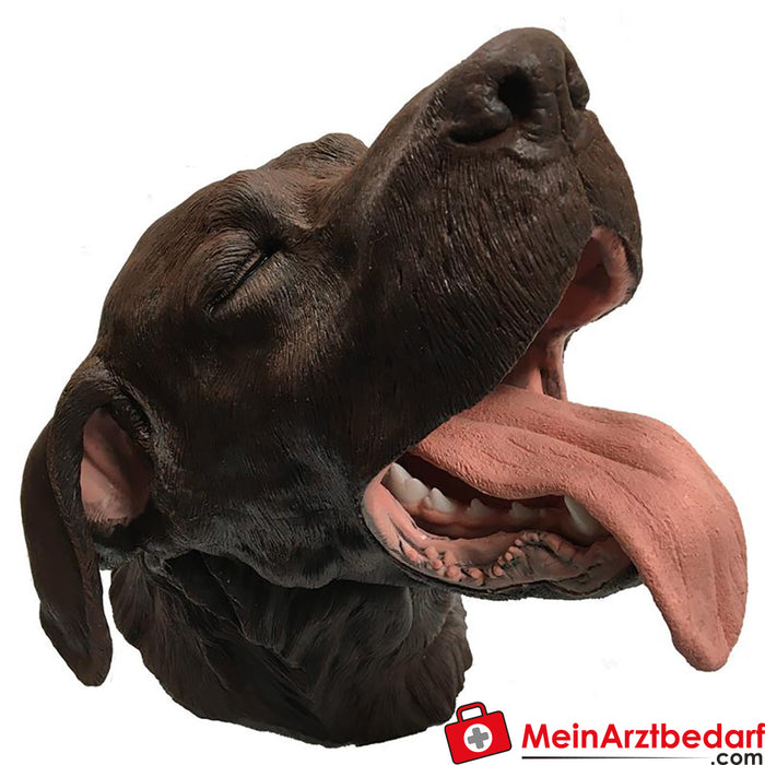 Modelo de perro de tecnología dental Erler Zimmer