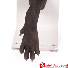 Erler-Zimmer Verbandstrainer Hundepfote.