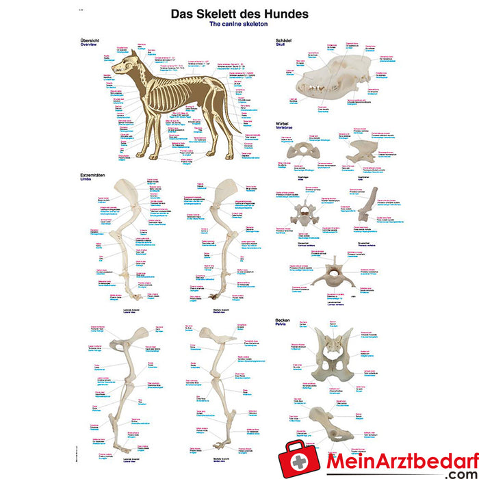 Erler Zimmer Educational panel "The skeleton of the dog