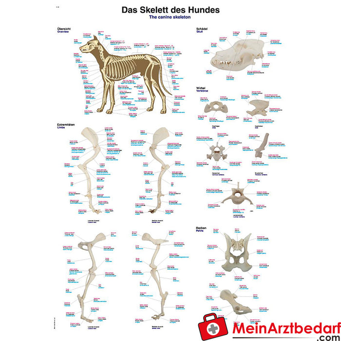 Erler Zimmer Lehrtafel "Das Skelett des Hundes"