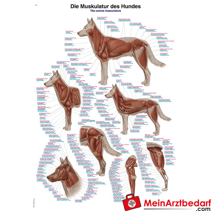 Erler Zimmer Lehrtafel "Die Muskulatur des Hundes"