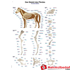 Erler-Zimmer Lehrtafel "Das Skelett des Pferdes".
