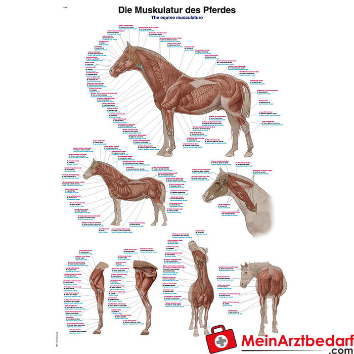 Erler Zimmer Planche pédagogique "La musculature du cheval