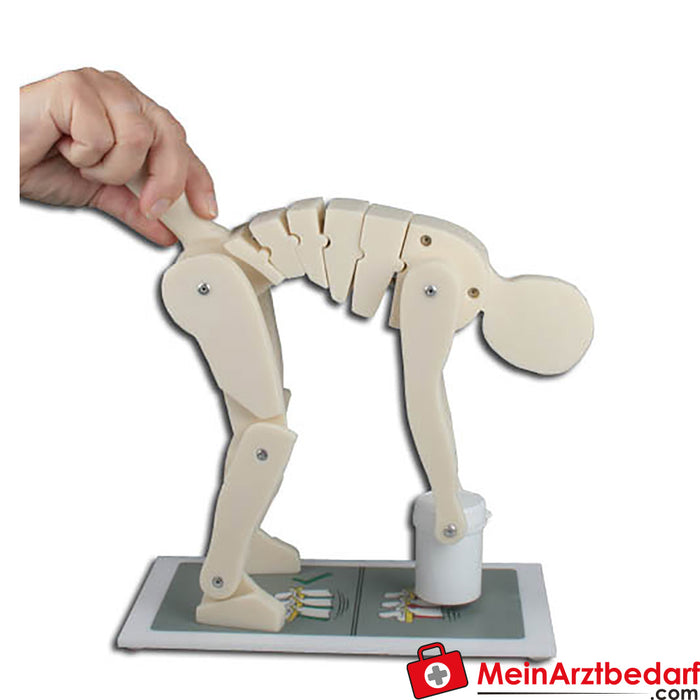 Erler Zimmer Demonstration figure Correct and incorrect lifting