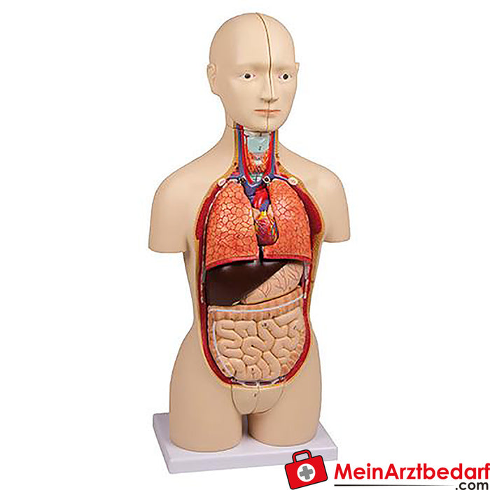 Erler Zimmer Torso em miniatura, 16 peças, bissexual