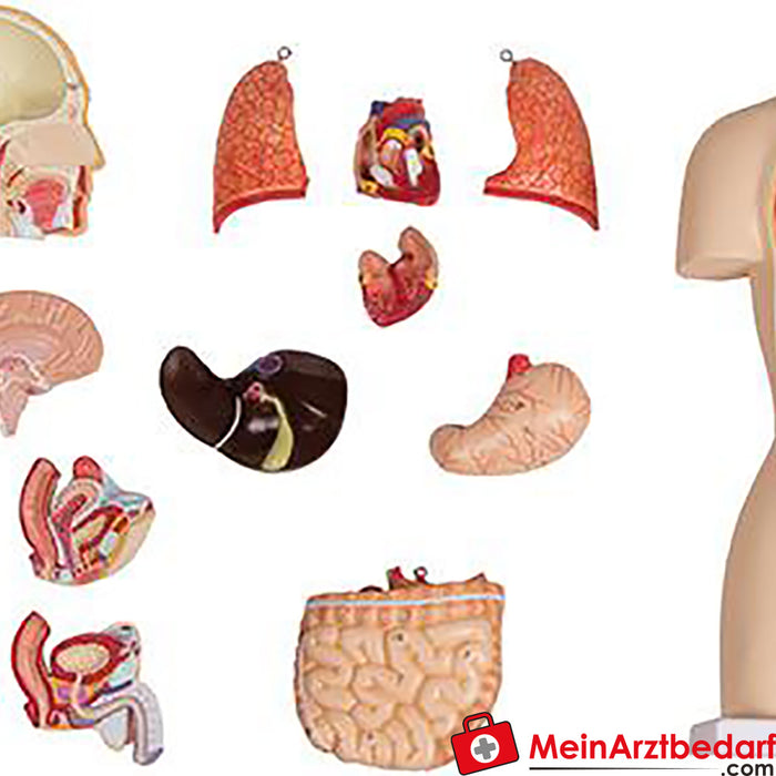 Erler Zimmer Torso em miniatura, 16 peças, bissexual