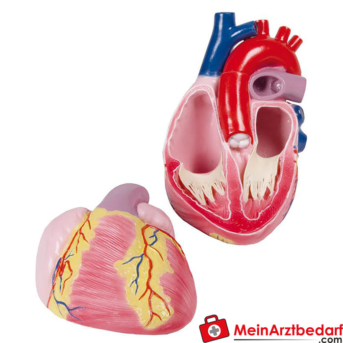 Erler Zimmer Modelo de corazón grande, 3 veces su tamaño natural, 2 partes - EZ Augmented Anatomy