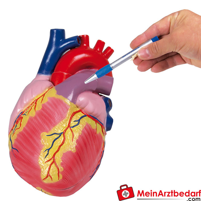 Erler Zimmer Grande modello di cuore, 3 volte a grandezza naturale, 2 parti - Anatomia aumentata EZ